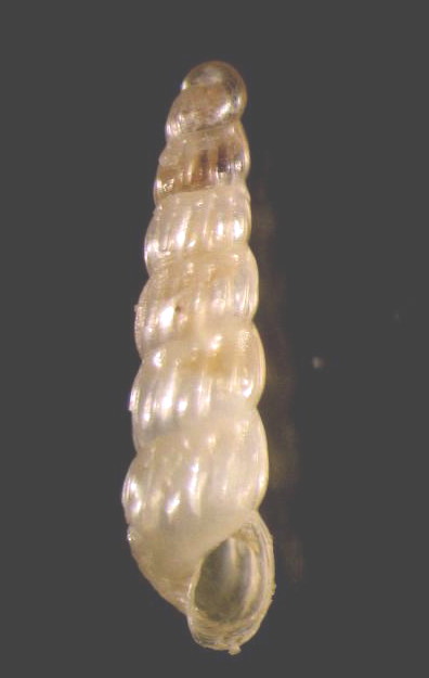 fiumicino -400 m (2)